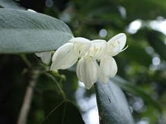 Mandarin plant (Bowringia)