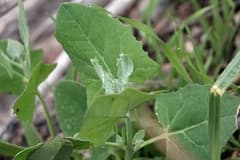 Spear-leaved orach (Atriplex hastifolia)
