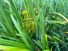 Bernhardia integrifolia (Bernhardia)