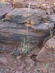 Woolly Grass (Anthephora pubescens)
