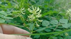 Wild Liquorice (Astragalus glycyphyllos)