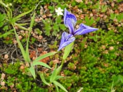 Tradescantia (Tripetalum)
