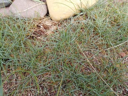Blue Fescue (Festuca glauca)