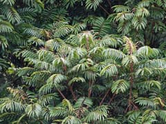 Chinese Aglaia (Aglaia multinervis)