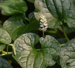 African milk bush (Gymnotheca)
