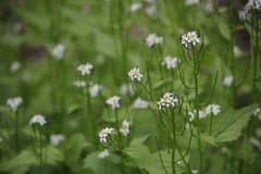 Garlic Mustard (Alliaria officinalis)