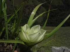 Melanthium-like Androcymbium (Androcymbium melanthioides)
