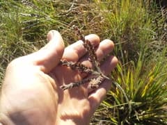 Ecklon's Thatchgrass (Alloteropsis eckloniana)