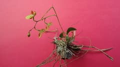 Jewel Orchid (Leochilus)