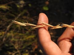 Oat grass (Avenula)