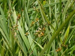 Flea Sedge (Carex pulicaris)