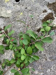 Entire-leaved Cotoneaster (Cotoneaster integerrimus)