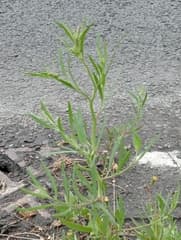 Grassleaf Orache (Atriplex littoralis)