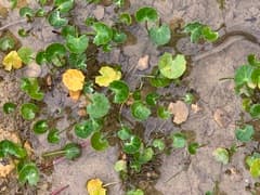 Gotu Kola (Centella asiatica)