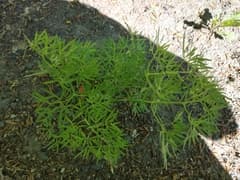 Baltic parsley (Cenolophium)