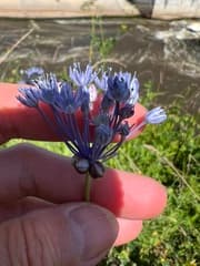 Blue Globe Onion (Allium caeruleum)