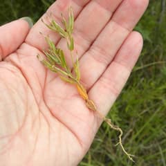Common Centaury (Centaurium pulchellum)