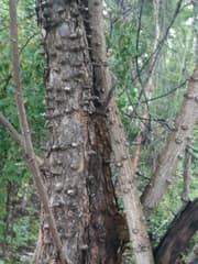 Sappanwood (Biancaea sappan)