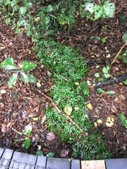 Slender Climbing Fern (Arthropteris tenella)