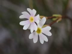 Arctic Primrose (Primula egaliksensis)