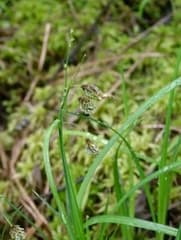 Magellan sedge (Carex magellanica)