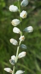 Colicroot (Aletris)