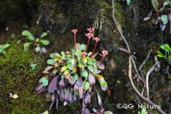 False Heathers (Berneuxia)