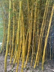 Giant Timber Bamboo (Bambusa vulgaris)