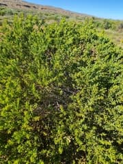 Two-veined Wattle (Acacia bivenosa)