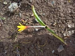 Yellow Colchicum (Colchicum luteum)