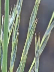 Many-spike brome (Bromus polystachios)