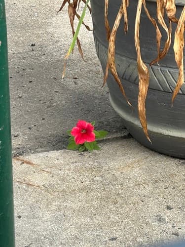 Petunia (Petunia hybrida)