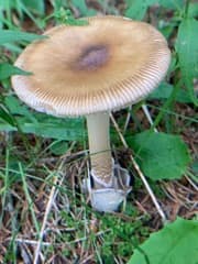 None (Amanita submembranacea)