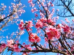 Taiwan Cherry (Cerasus campanulata)