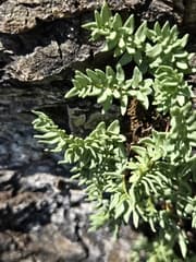 Strawberry Fern (Hemionitis)