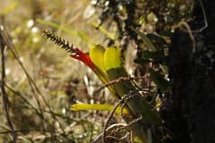 Coral Belly Bromeliad (Aechmea nudicaulis)
