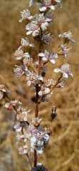 Spiraea (Spiraeanthus)