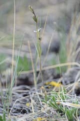 Sorensen's catchfly (Silene sorensenis)