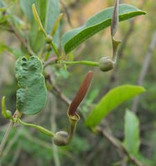 Indian Birthwort (Aristolochia indica)