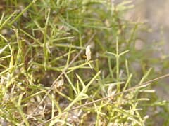 Cytisus (Cytisanthus)