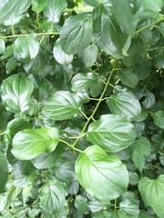 Cervispina cathartica (Cervispina cathartica)
