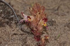 Orobanchaceae (Phelypaea)