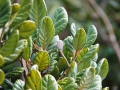 Island bayberry (Nesodaphne)