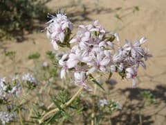 Prickly thrift (Acanthophyllum elatius)