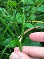 Glaucous sedge (Carex gibba)
