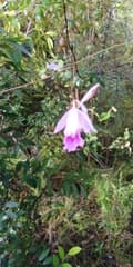 Cattleya (Cattleyopsis)