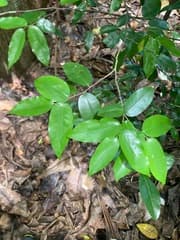 Guamia mariannae (Guamia mariannae)