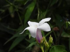 Palay Rubber Vine (Cryptostegia)