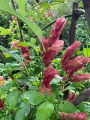 Shrimp Plant (Justicia brandegeeana)