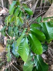 Mariana Aglaia (Aglaia mariannensis)